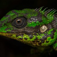 <i>Calotes liocephalus</i> Gunther, 1872